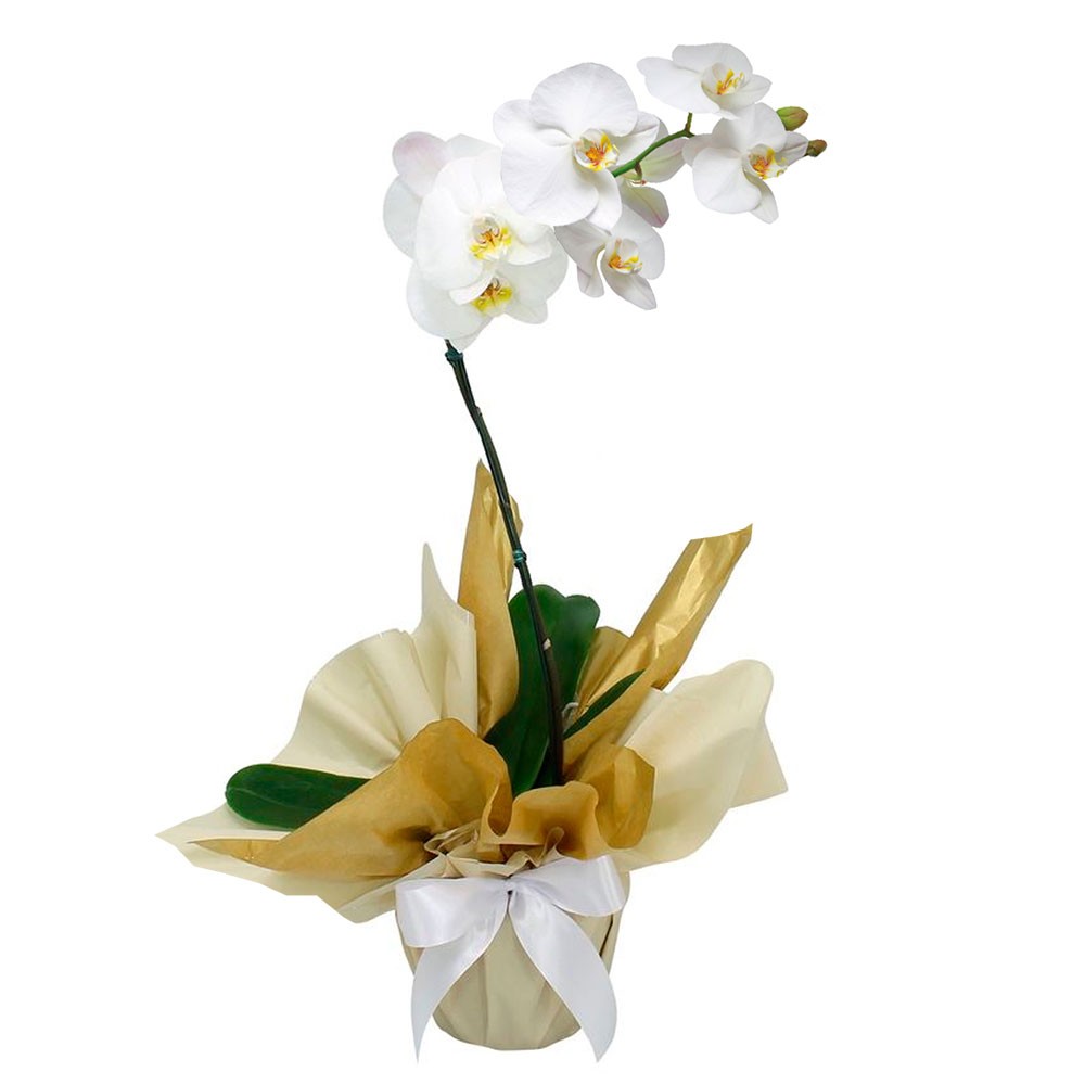 Orqudea Phalaenopsis