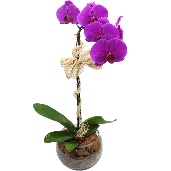 Orqudea Phalaenopsis Pink