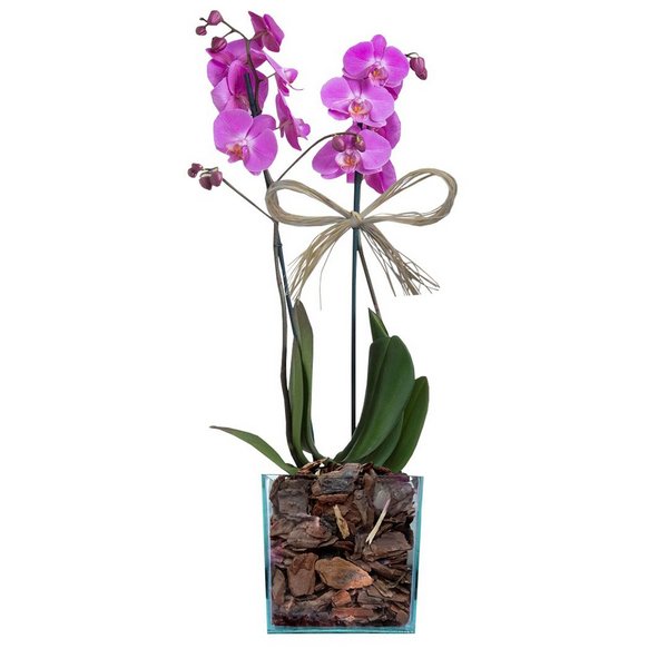 Mini Orqudea no Cachepot 