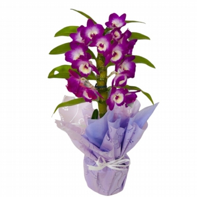 Orqu�dea Dendrobium