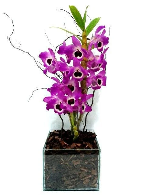 Orqu�dea Dendrobium no Vidro